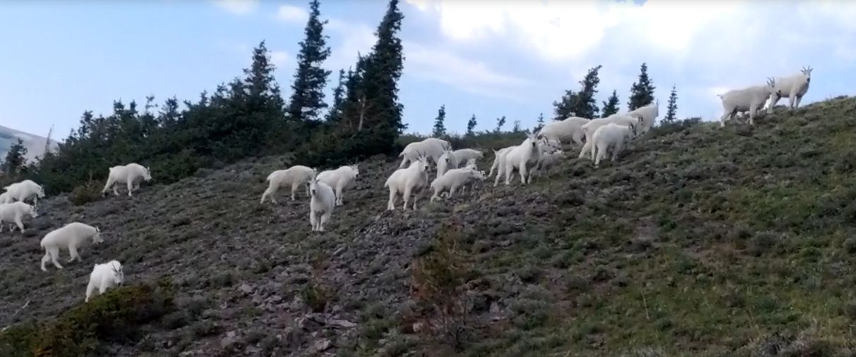 Digiscoping mountain goat