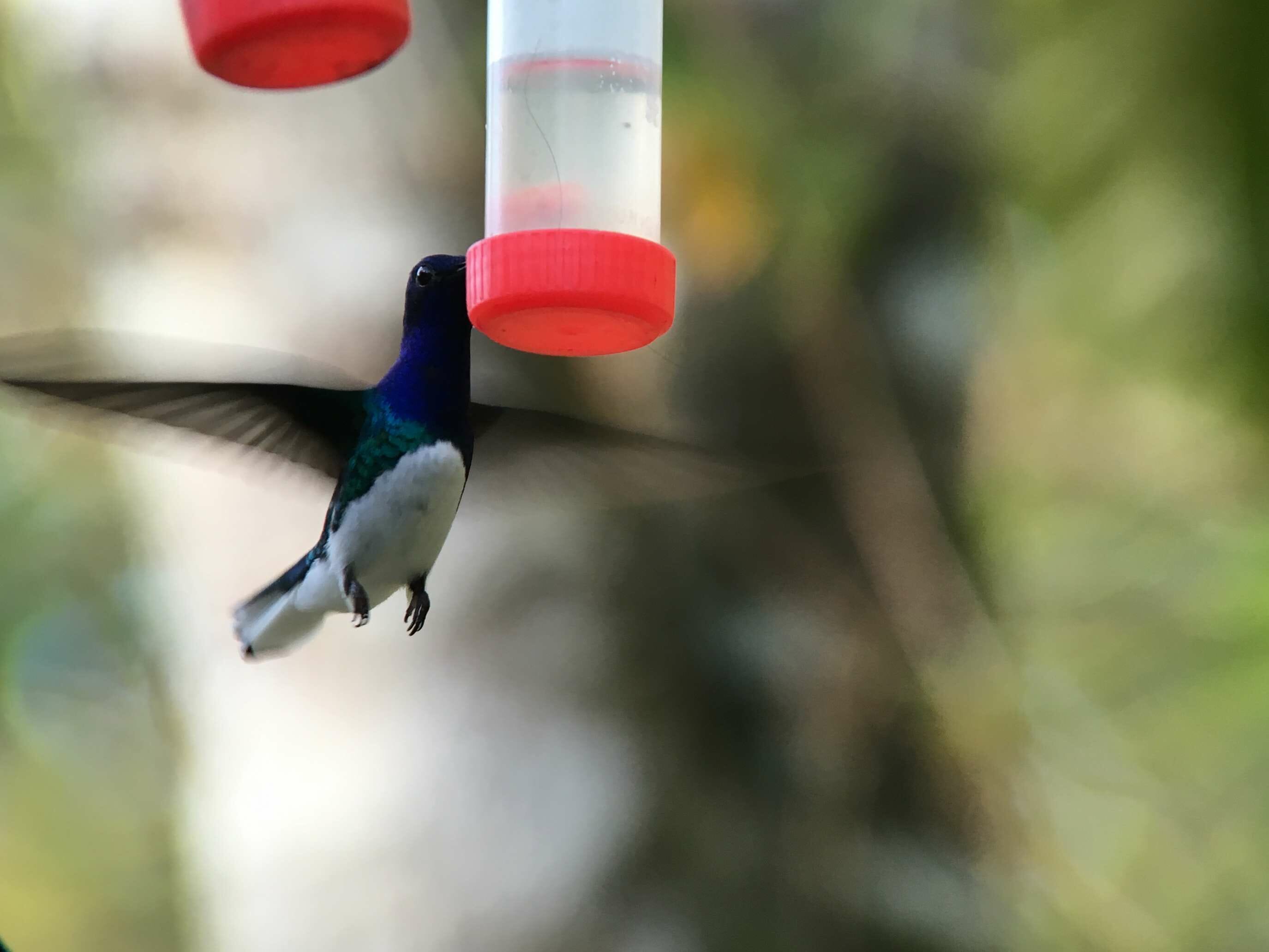 Digiscoping a Hummingbird