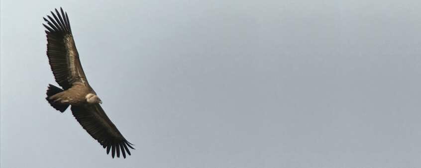 Digiscope Birding vulture griffon