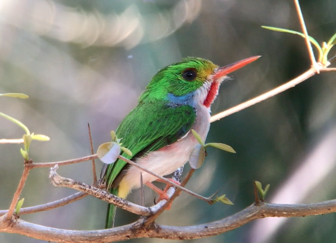 Spotting a Cuban Tody with a digiscope