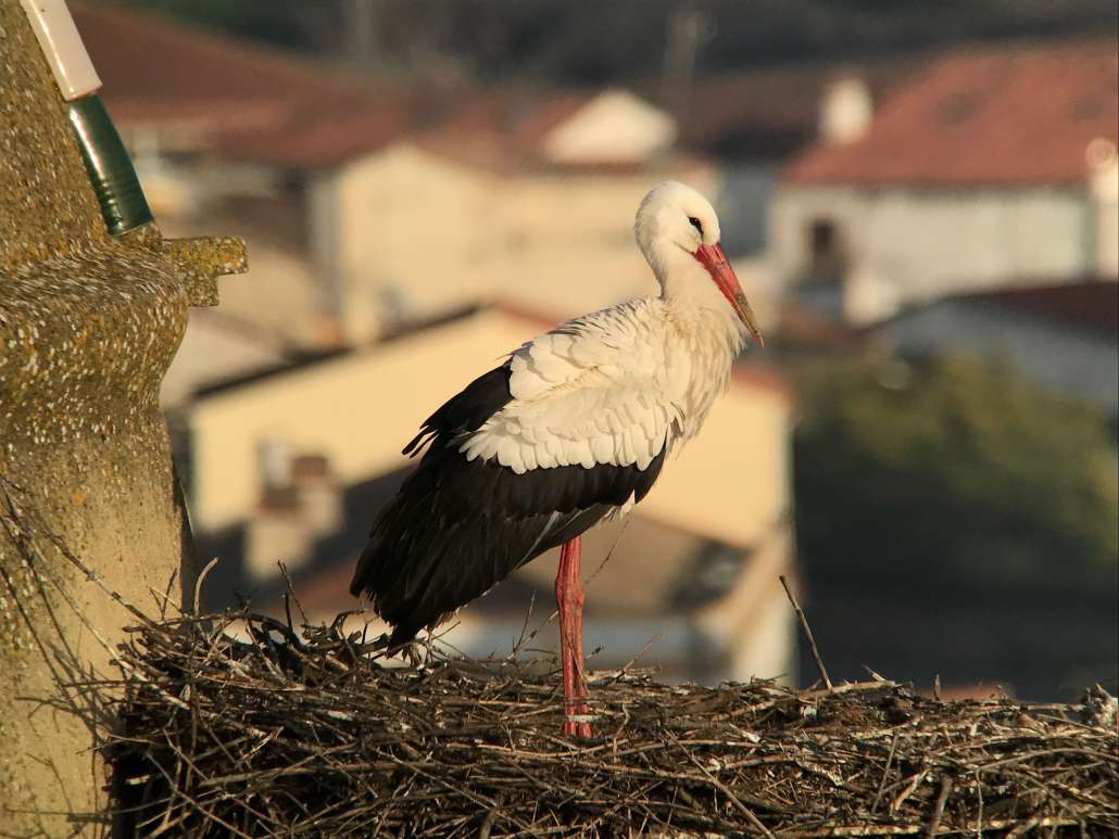 Birding in 2018 Stork
