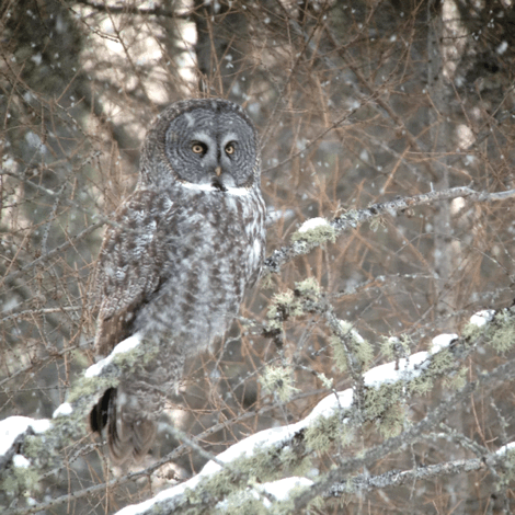 Great Gray Owl photo editing app