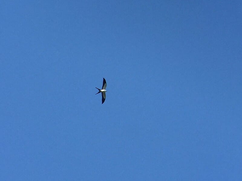 Swallow-tailed Kite in Belize