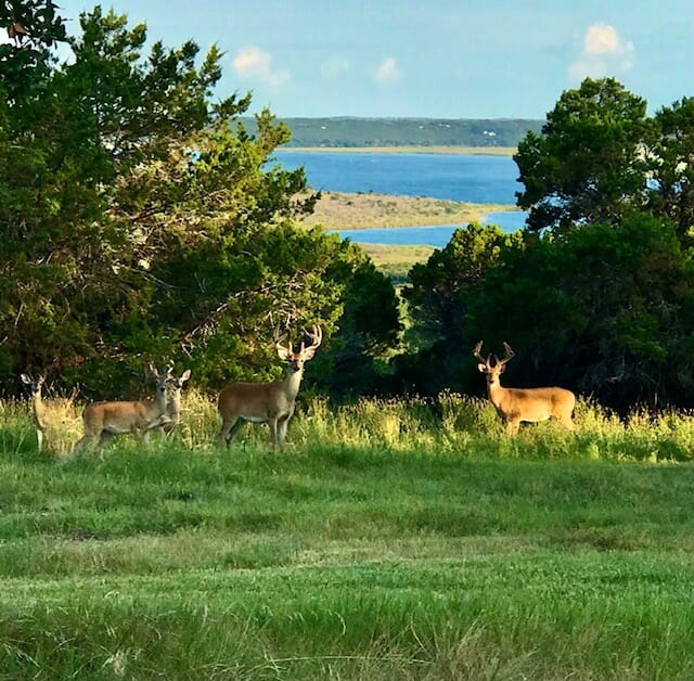 A herd of deer in front of a lake